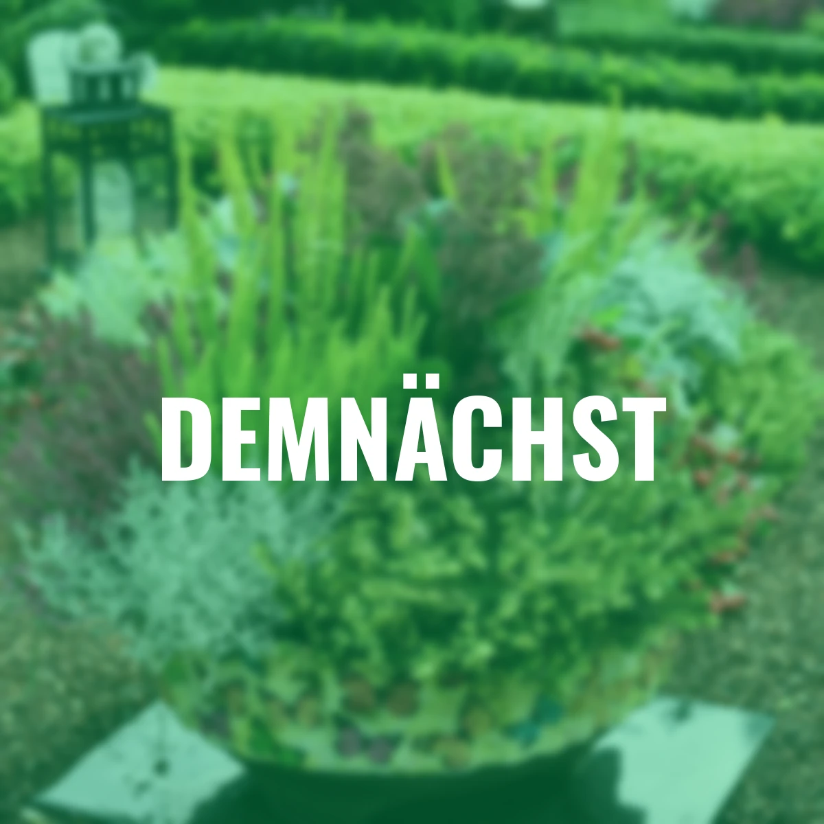 Set Grabbepflanzung Symphonie