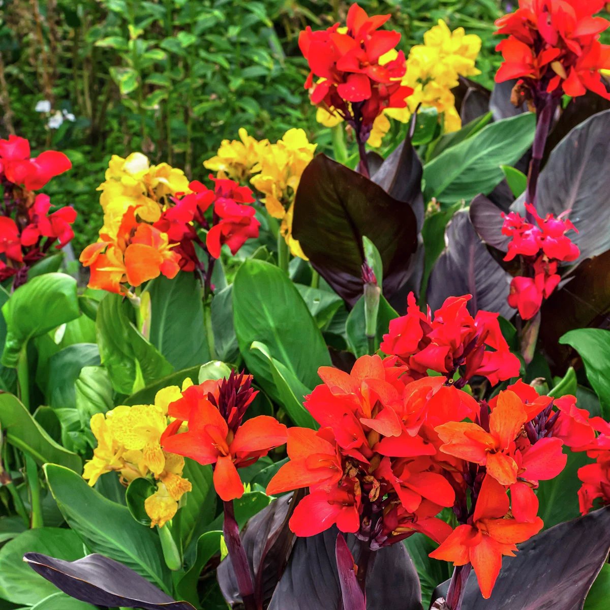 Canna Happy-Mischung (Indisches Blumenrohr)