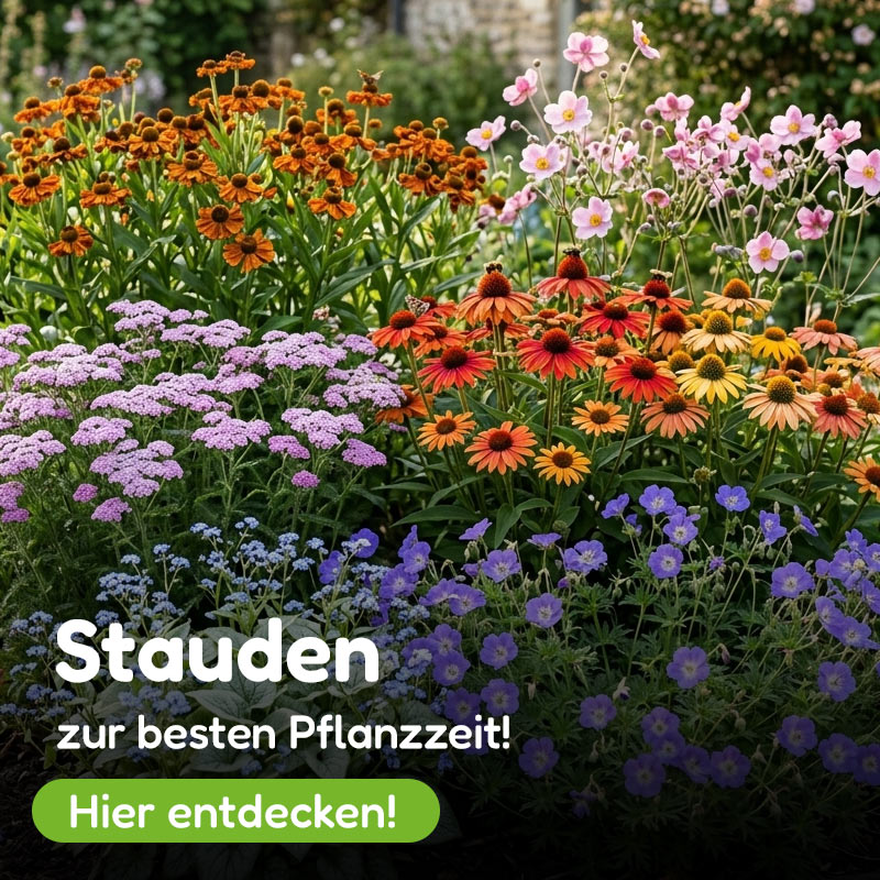 Grtner Harry  Ihr Gartenversand fr Pflanzen, Saatgut & Gartenzubehr
