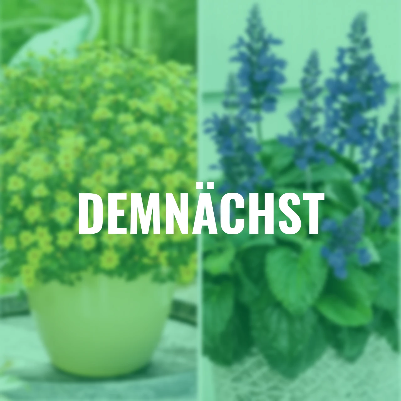 Sommerblumen-Set Bienenglück 5 +1 gratis