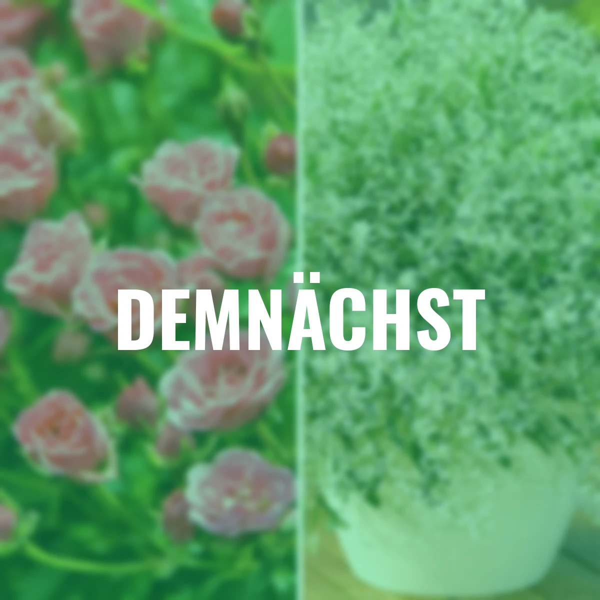 Set Mini-Rose Lilly Rose mit Zauberschnee