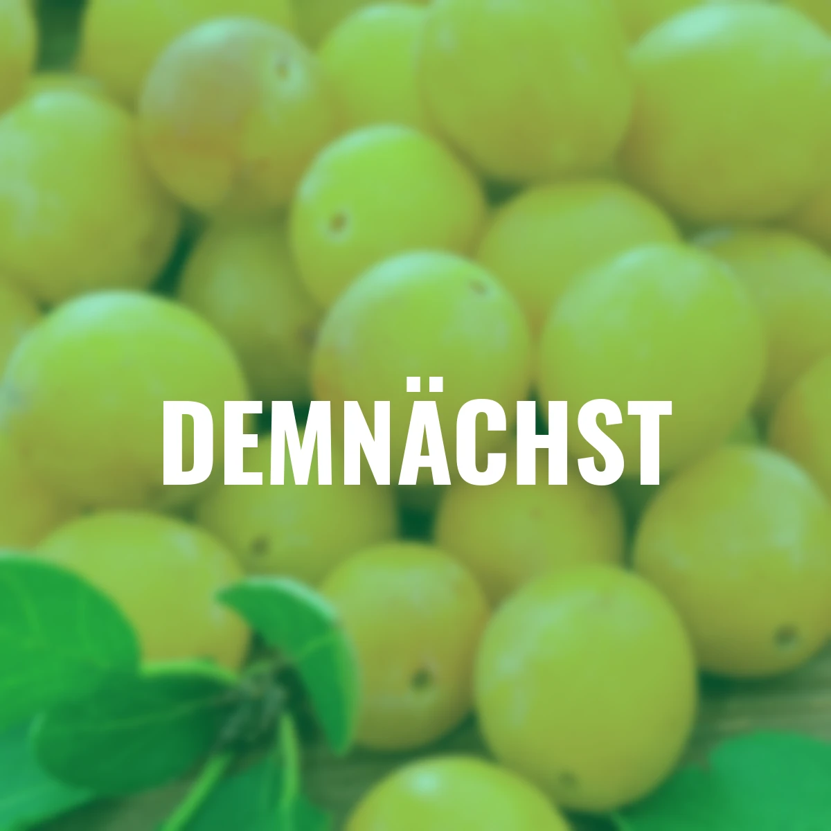 Säulen-Mirabelle Mirastolz