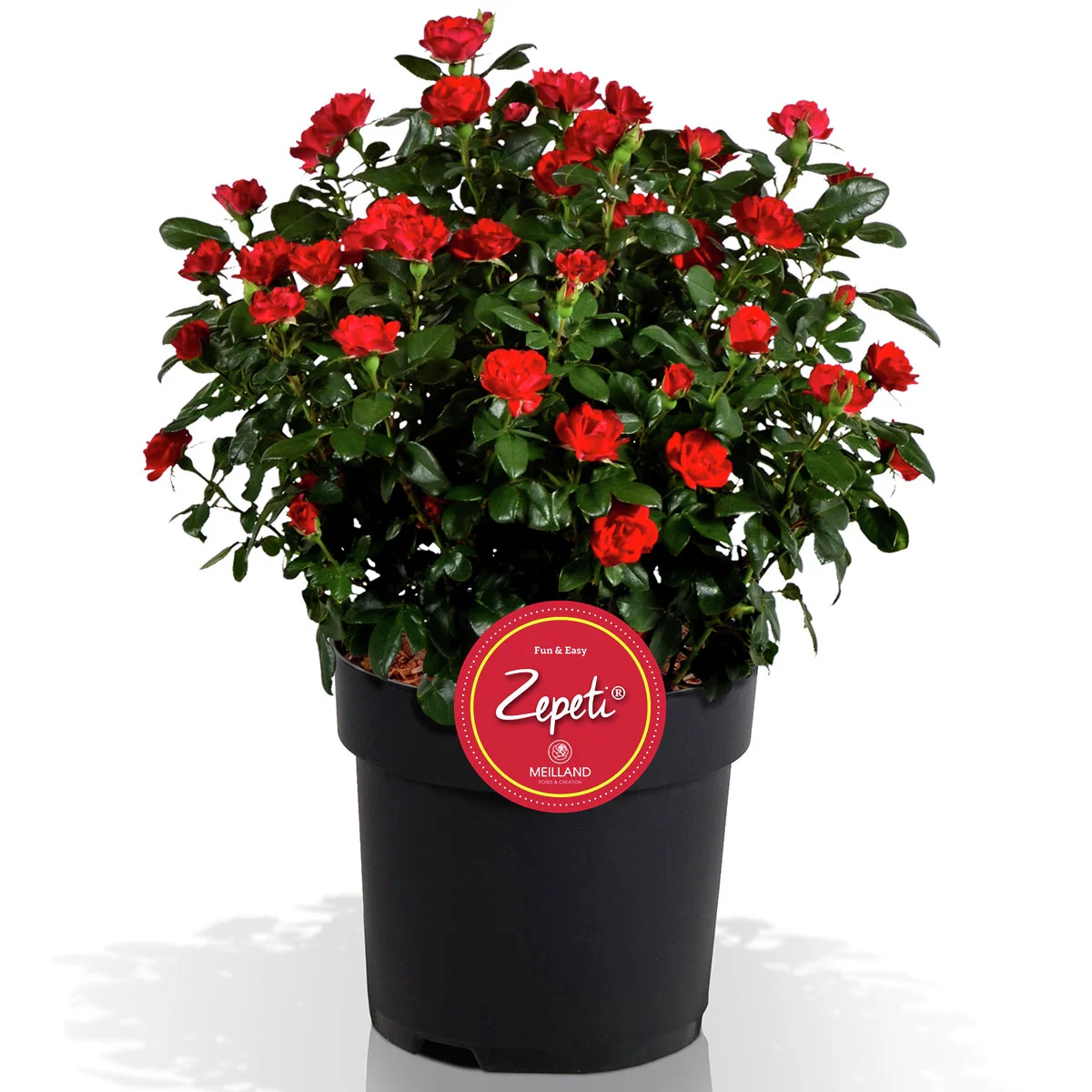 Beetrose Zepeti®, im ca. 17 cm-Topf