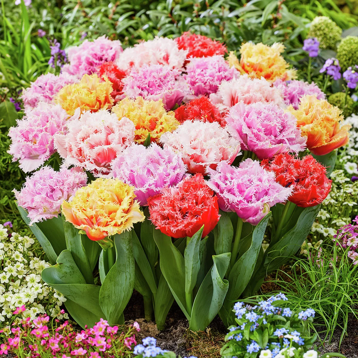 Tulpen-Set Australian Open