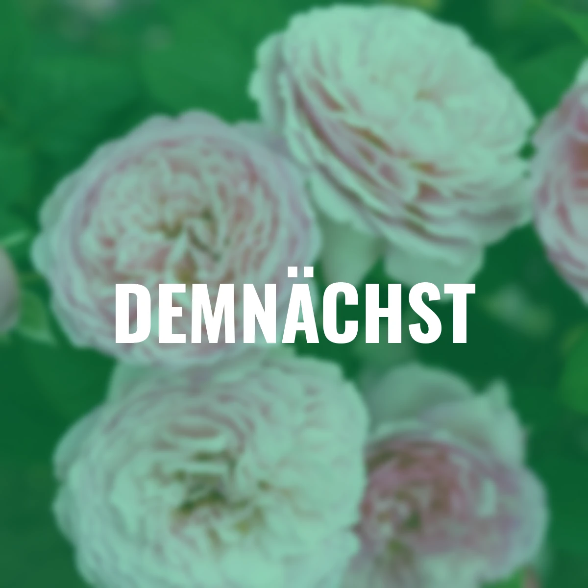 Sense of Love®-Duftrose Unique Aroma™