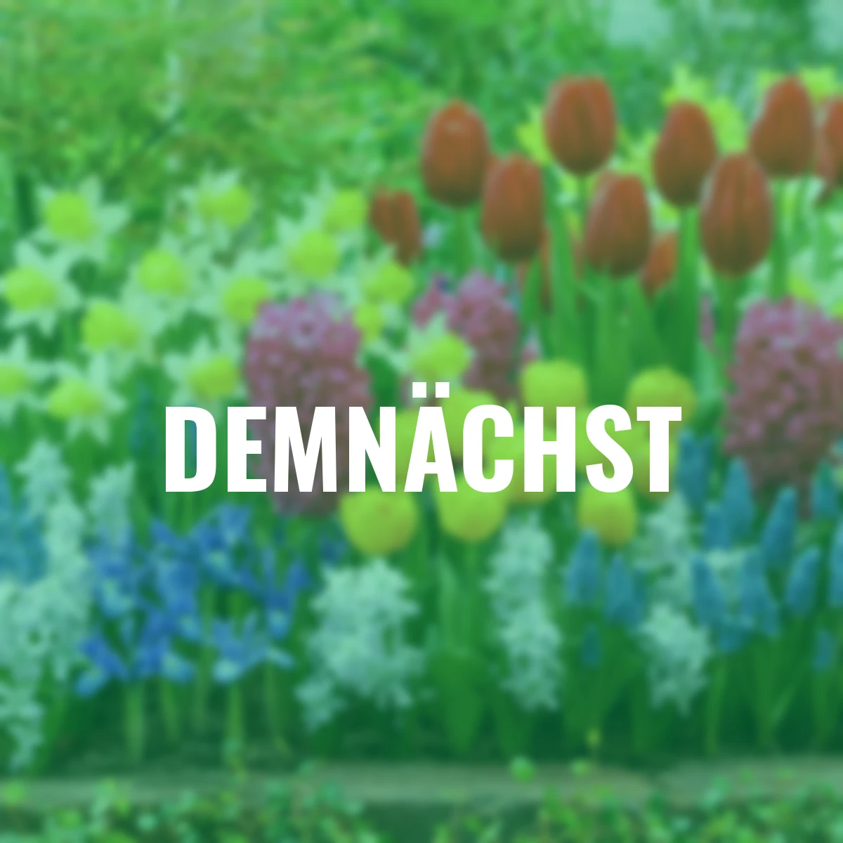 Blumenzwiebel-Set Frühlingsaufbruch