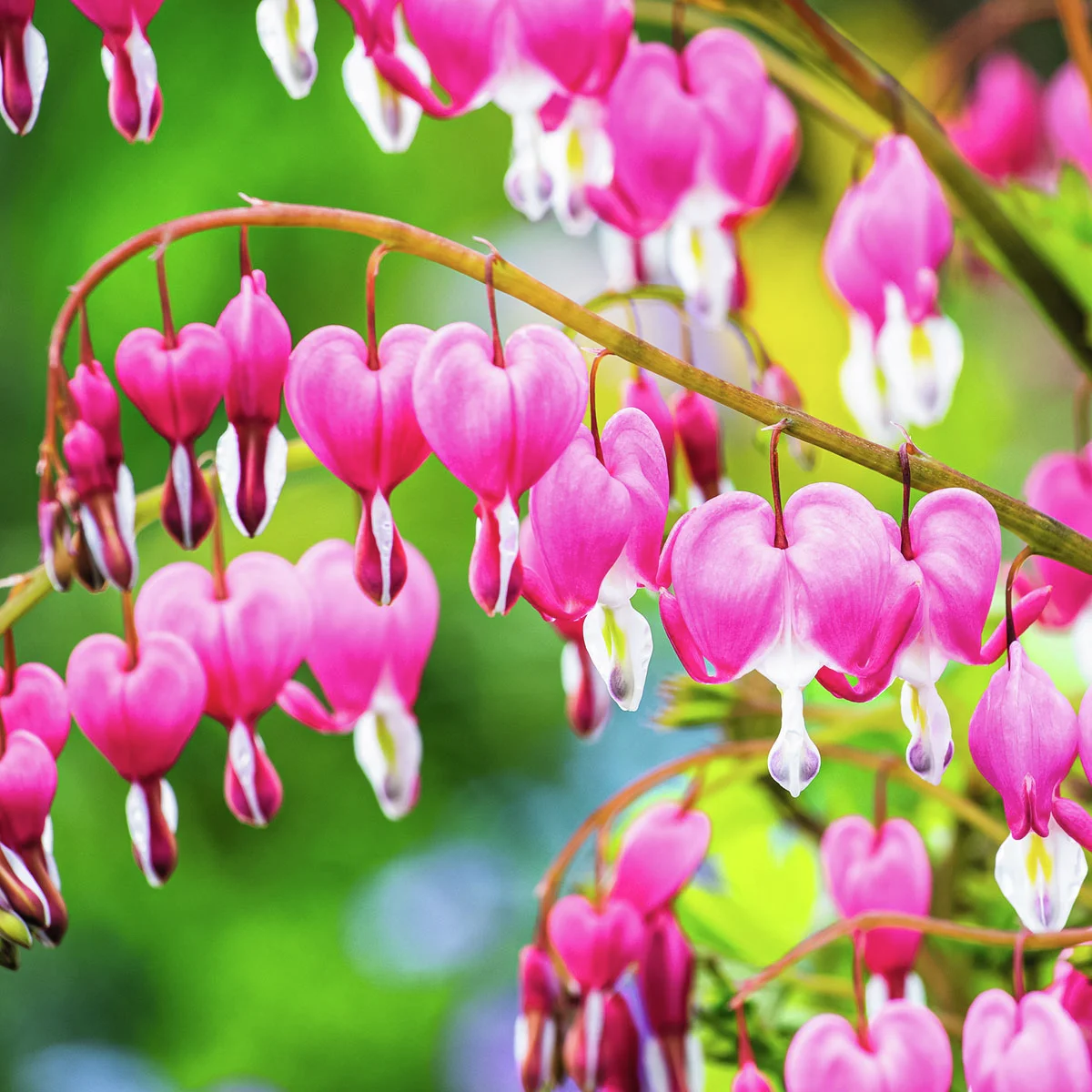 Tränendes Herz Der Klassiker