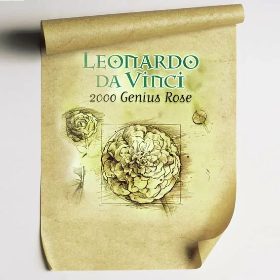 Beetrose Leonardo da Vinci®, rosa, wurzelverpackt