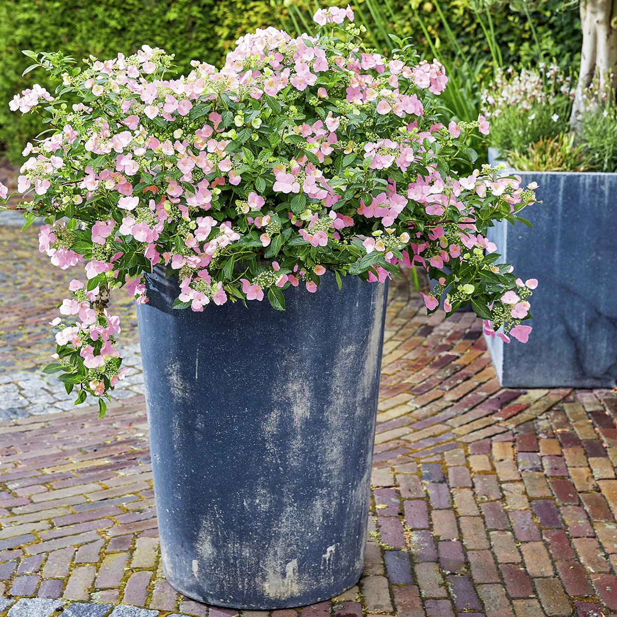 Gartenhortensie French Bolero, rosa