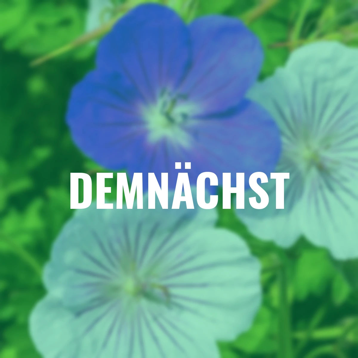 Stauden-Set Storchschnabel Orion & Derrick