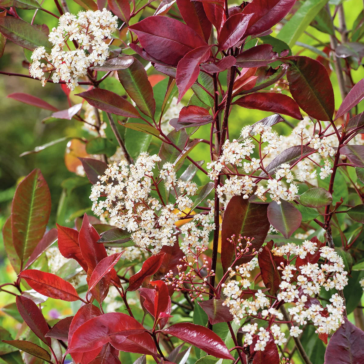 Glanzmispel Red Robin