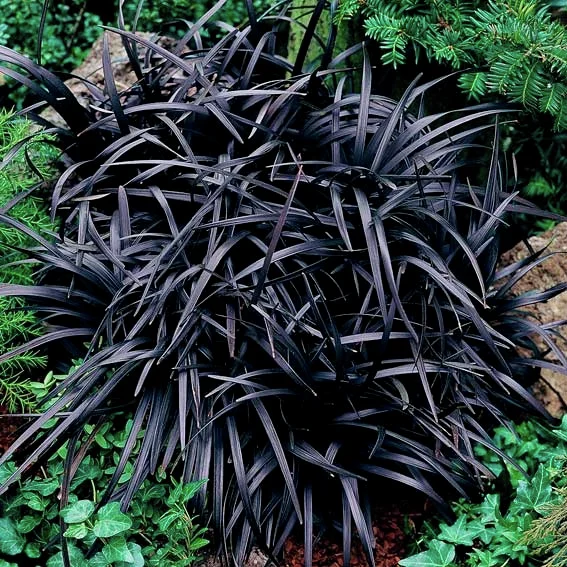 Schwarzer Schlangenbart