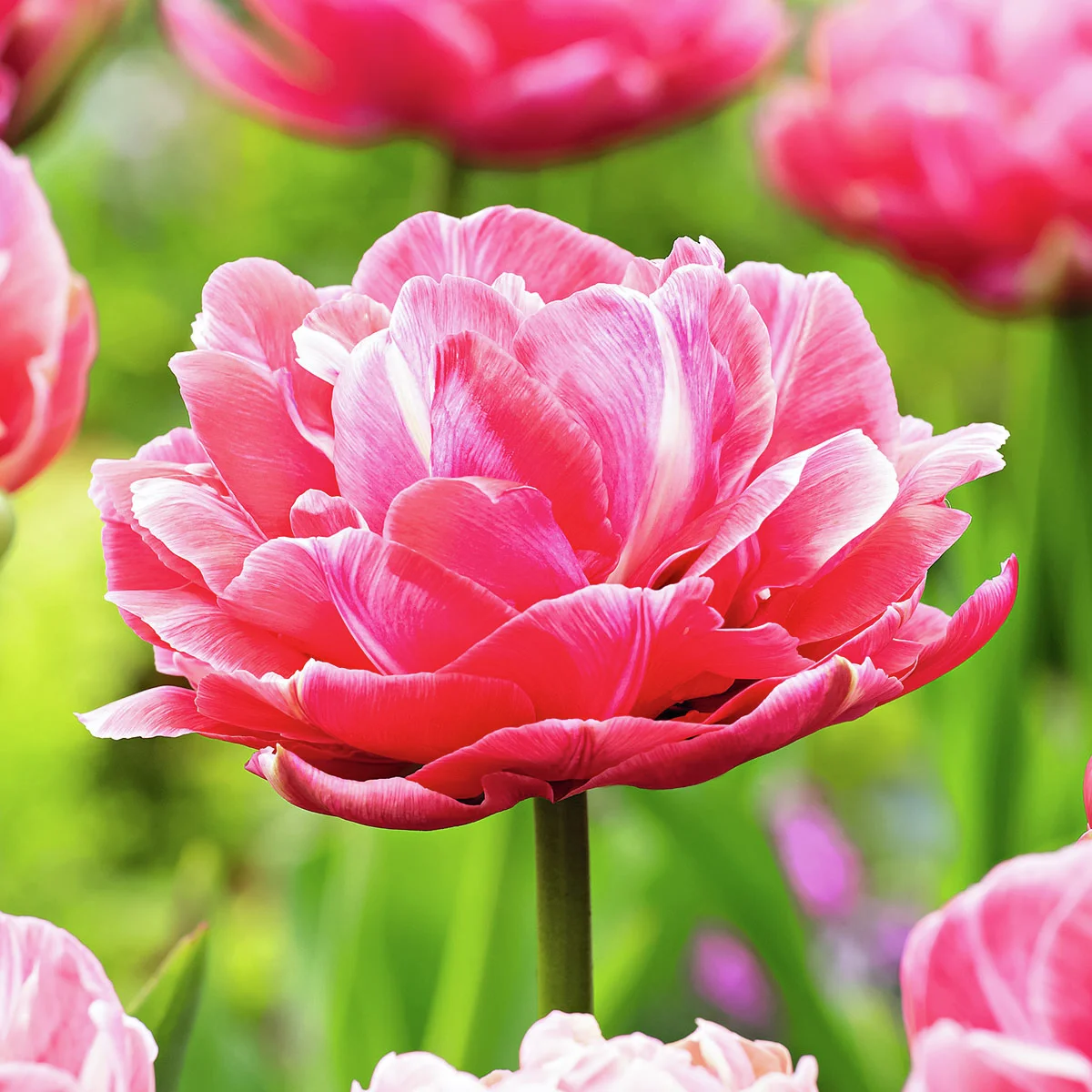 Tulpe Aveyron
