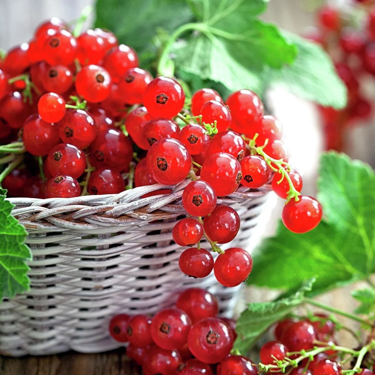 Rote Johannisbeere, Busch