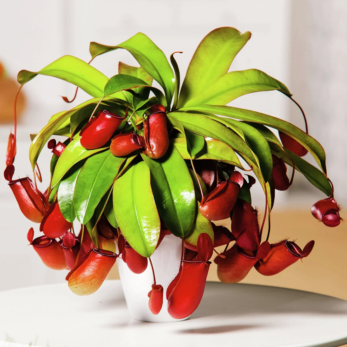 Kannenpflanze, im ca. 9 cm-Topf