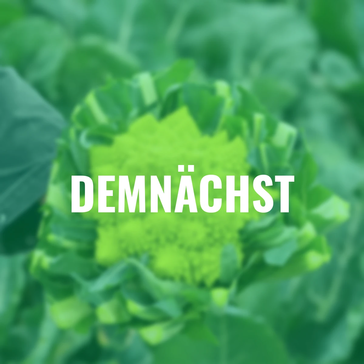 Blumenkohlsamen Romanesco White Gold F1