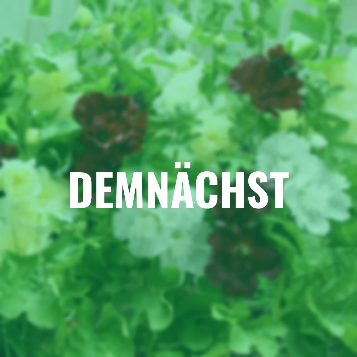 Stauden-Set Stockrosen Spring Celebrities