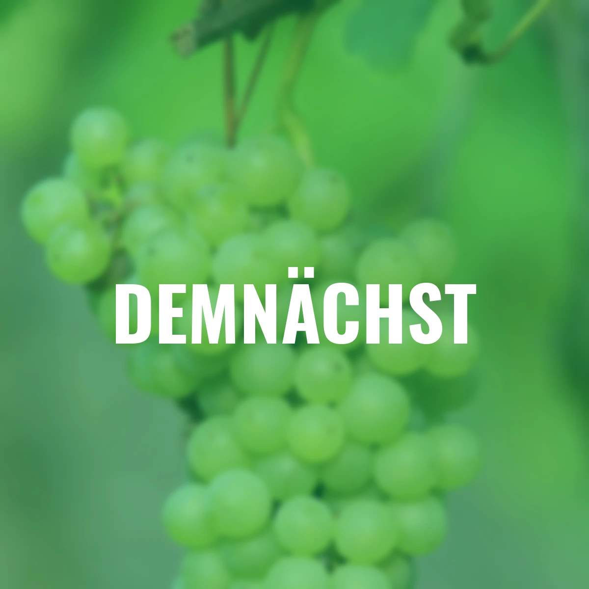 BIO Weintraube Johanniter