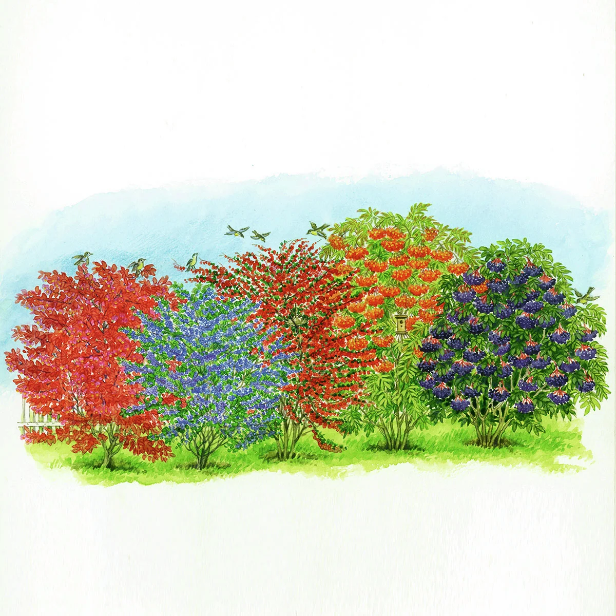 Ziergehölz-Set Singvogel-Hecke