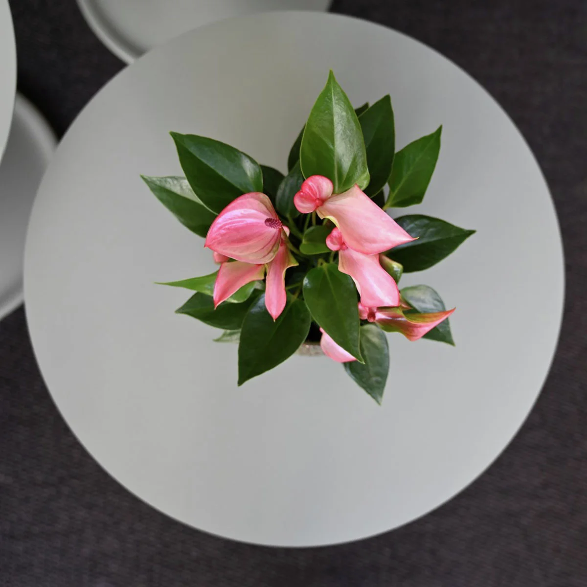 Flamingoblume Matata, Höhe ca. 30 cm