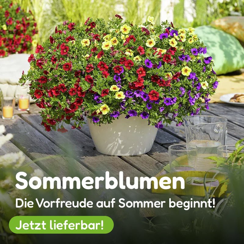 Sommerblumen