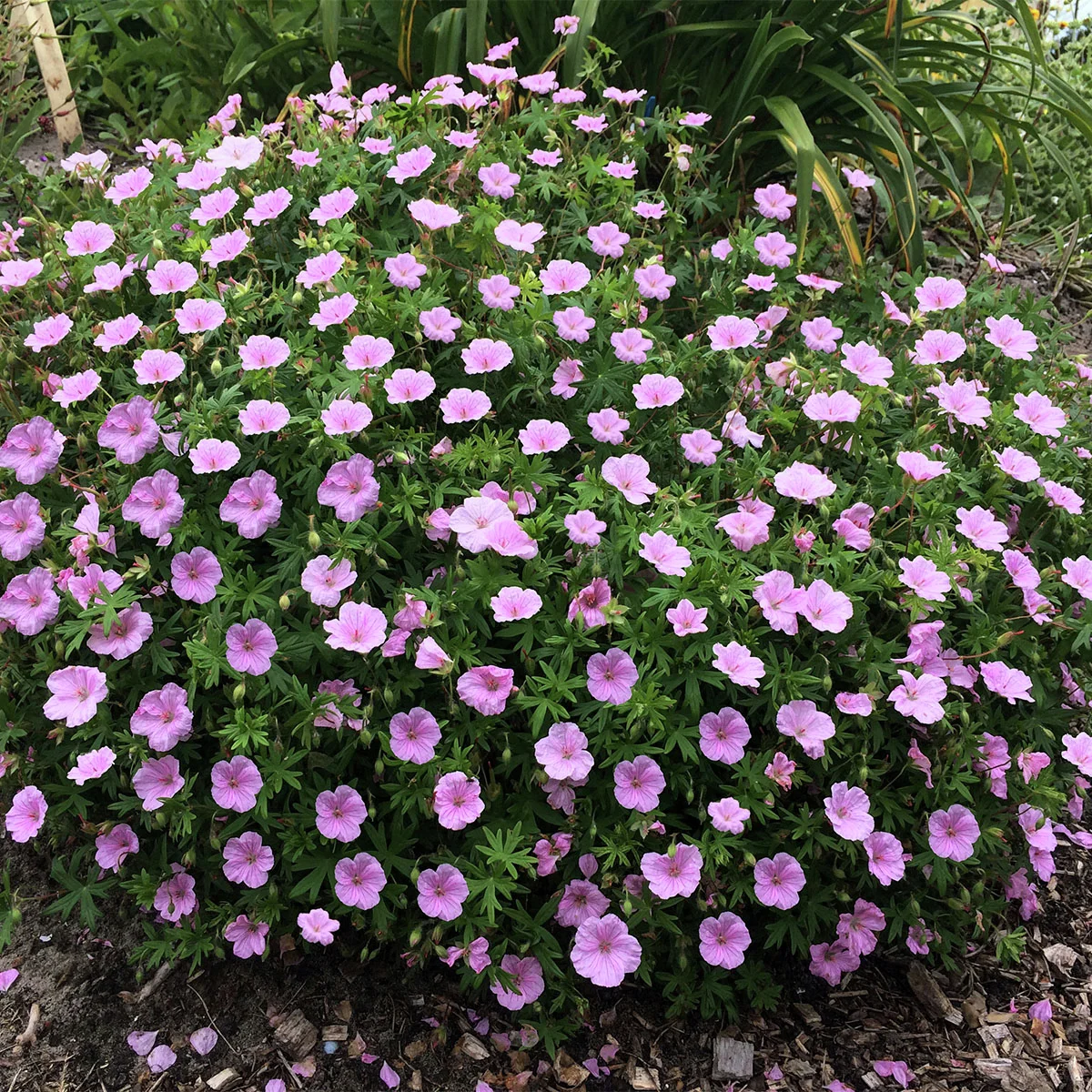 Blut-Storchschnabel Striatum