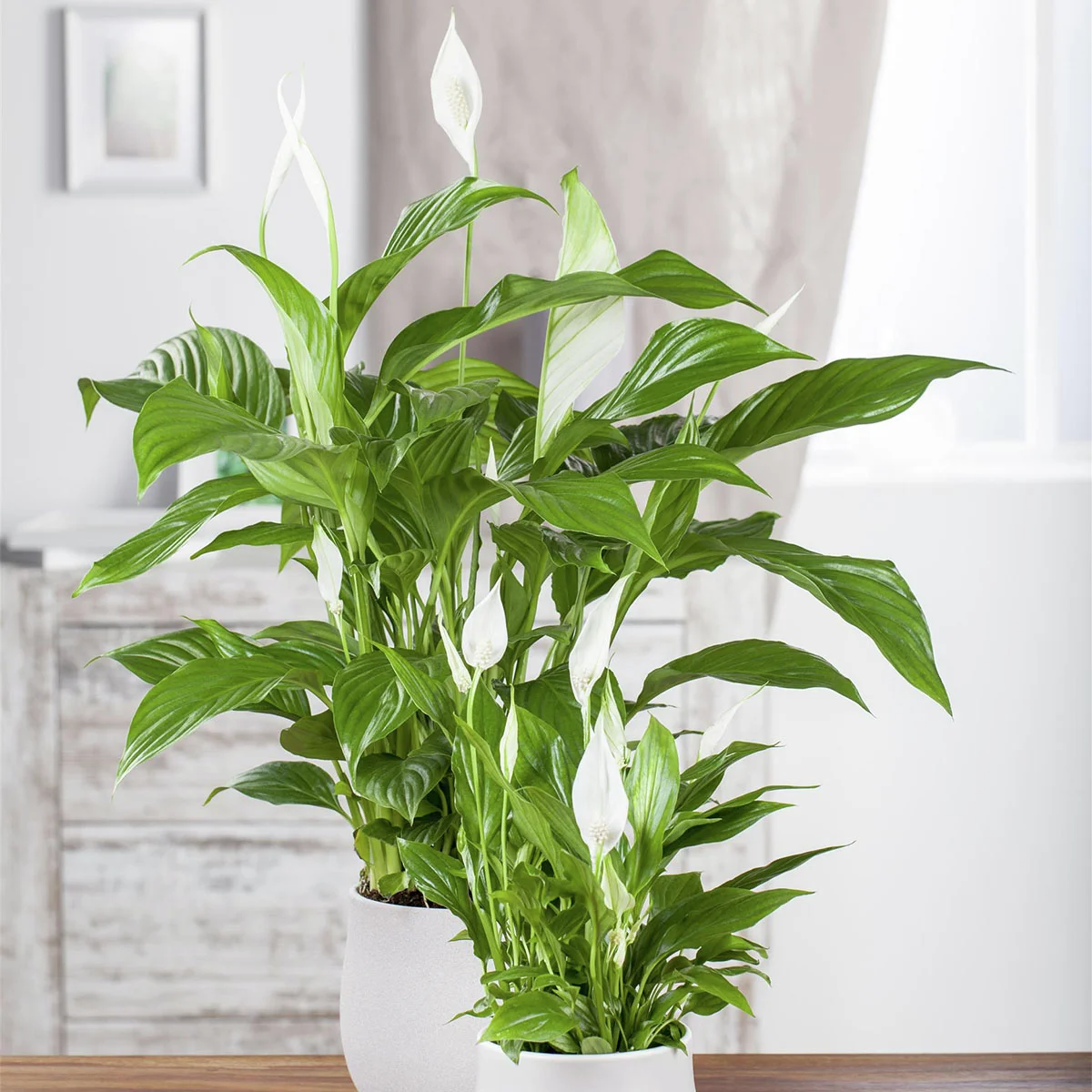 Einblatt, Höhe ca. 40-60 cm