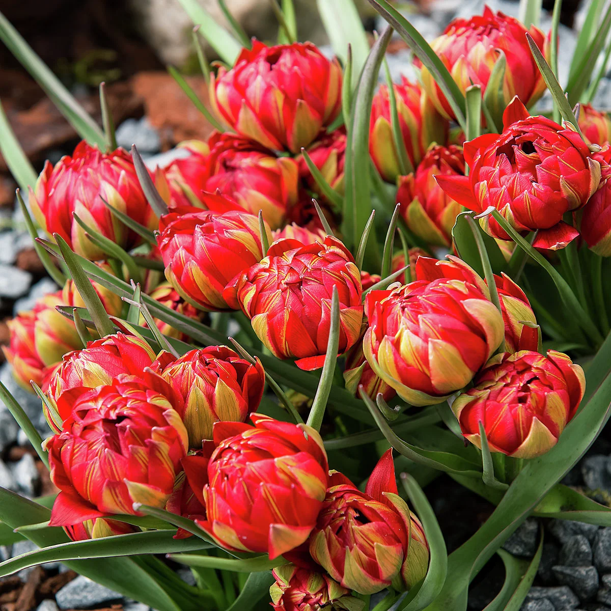 Tulpe Samantha