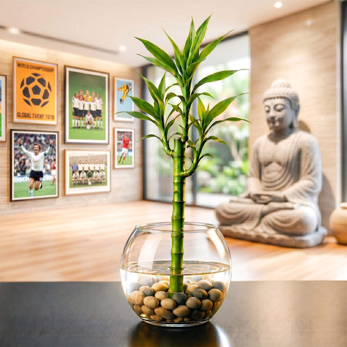 Lucky Bamboo (Glücksbambus)