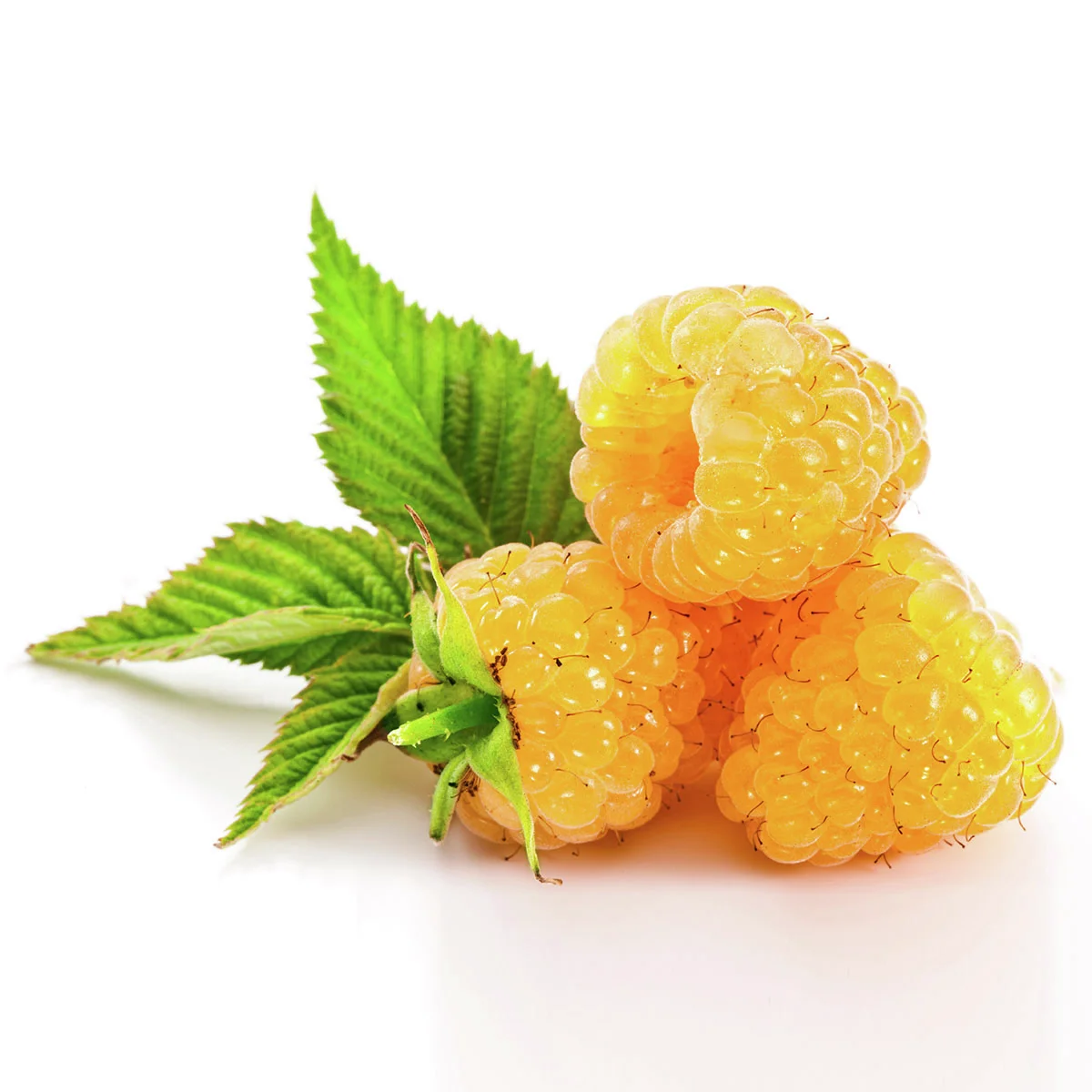 BIO Himbeere Golden Everest