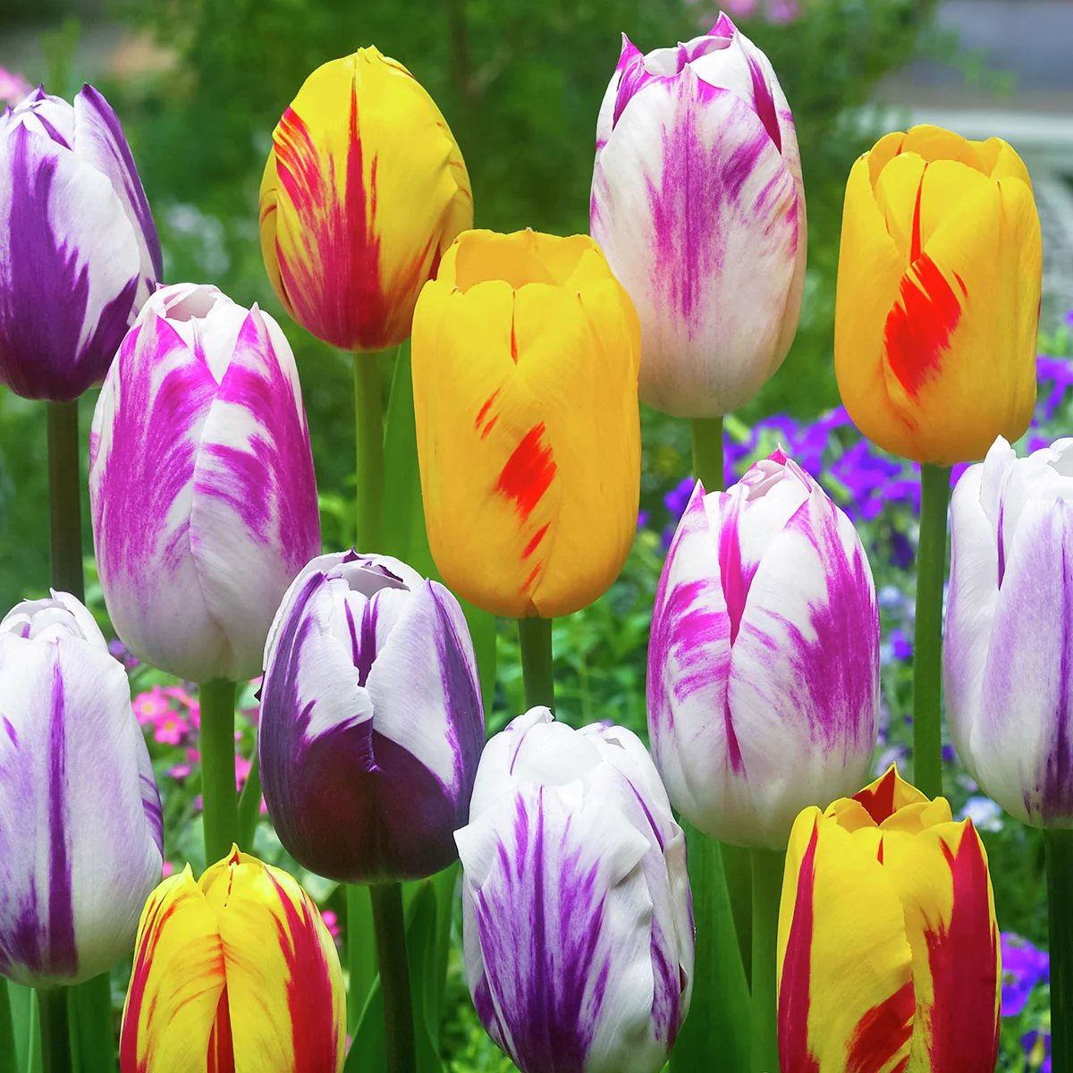 Tulpen Rembrandt-Mischung