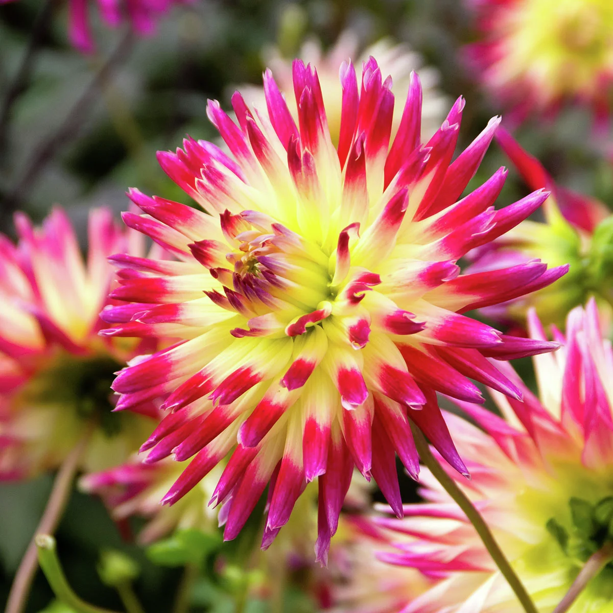 Kaktusdahlie Tahiti Sunrise