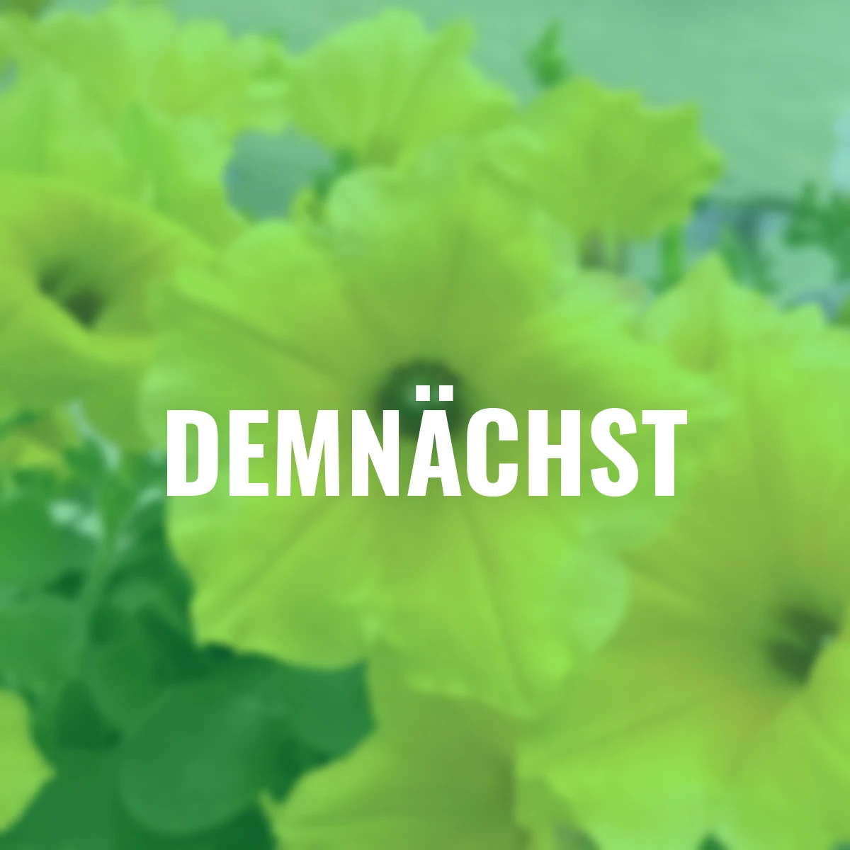 Riesenhängepetunie AlpeTunia® Yellow Dark Center