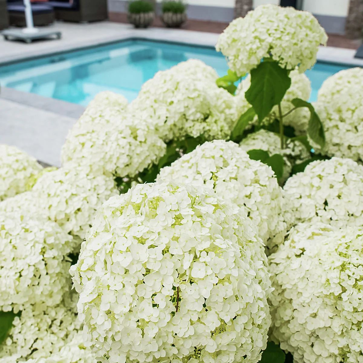 Schneeballhortensie Strong Annabelle®