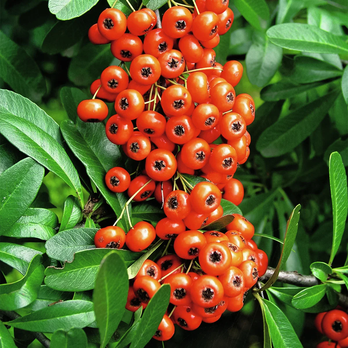 Ziergehölz-Set Bunte Feuerdorn-Hecke Venecia