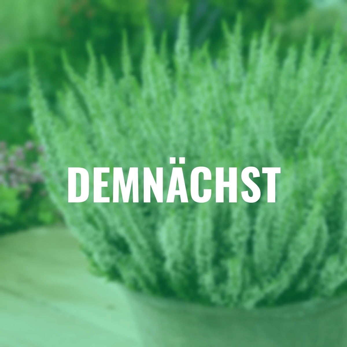 Knospenheide Gardengirls®, weiß