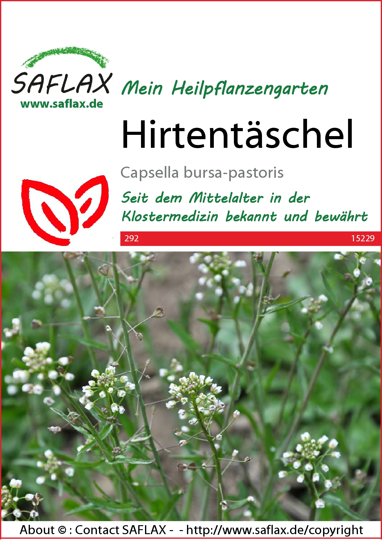 Hirtentäschel - Samen