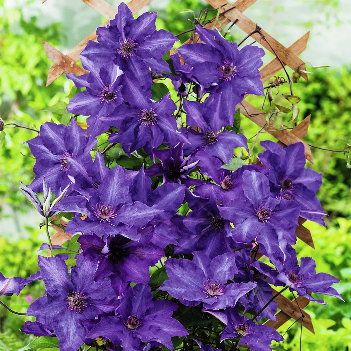 Clematis The President