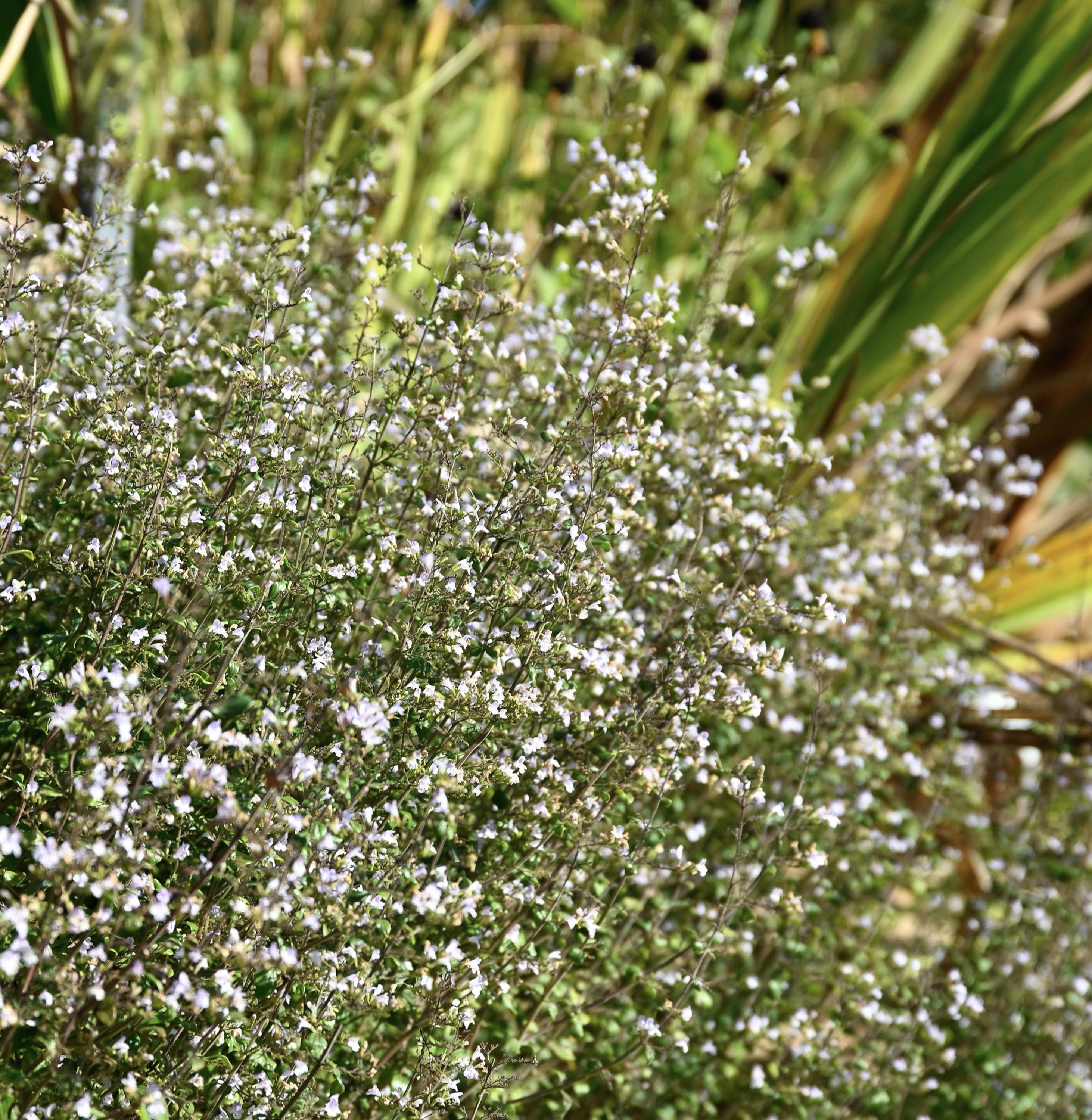 Kleinblütige Bergminze Triumphator