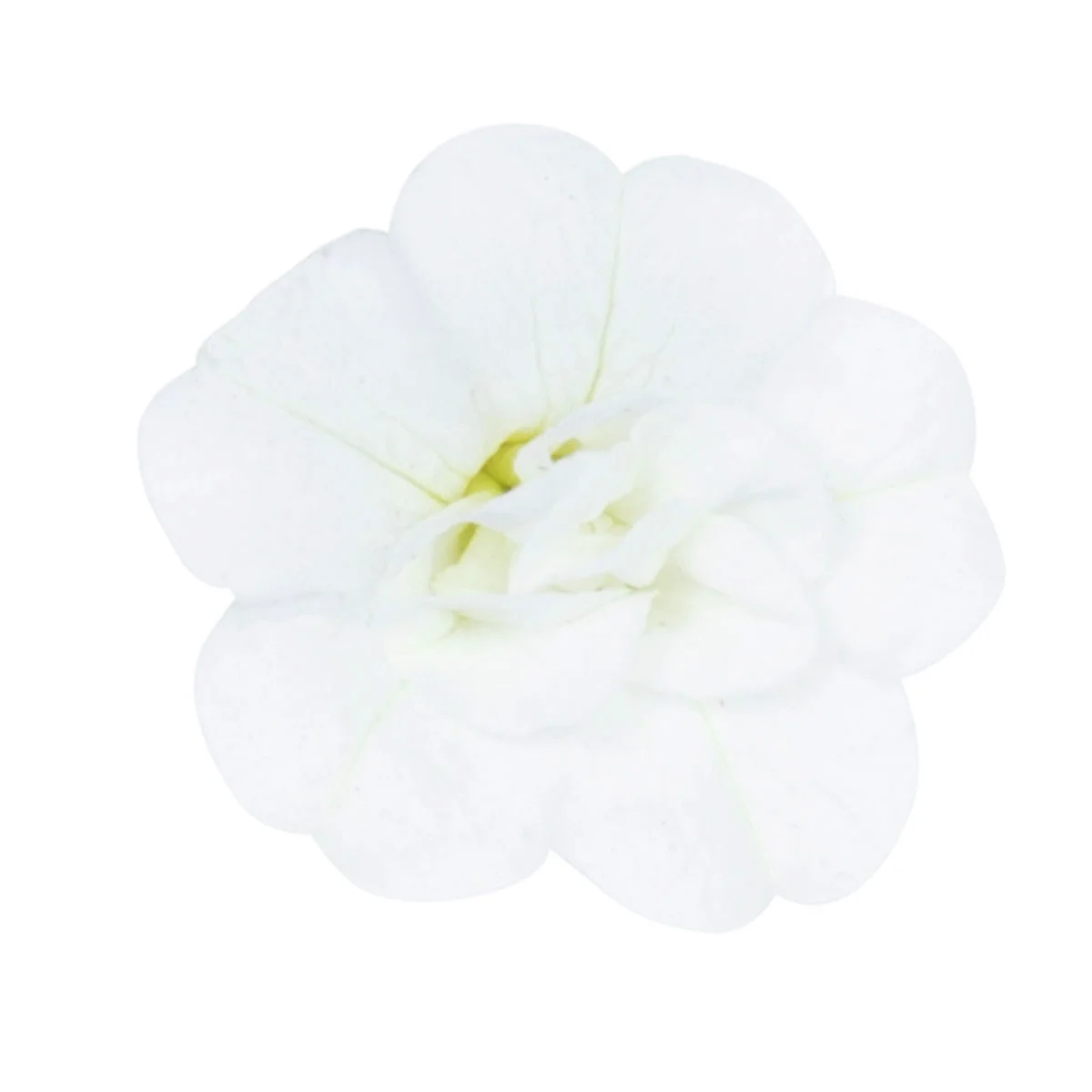 Rosen-Zauberglöckchen, weiß