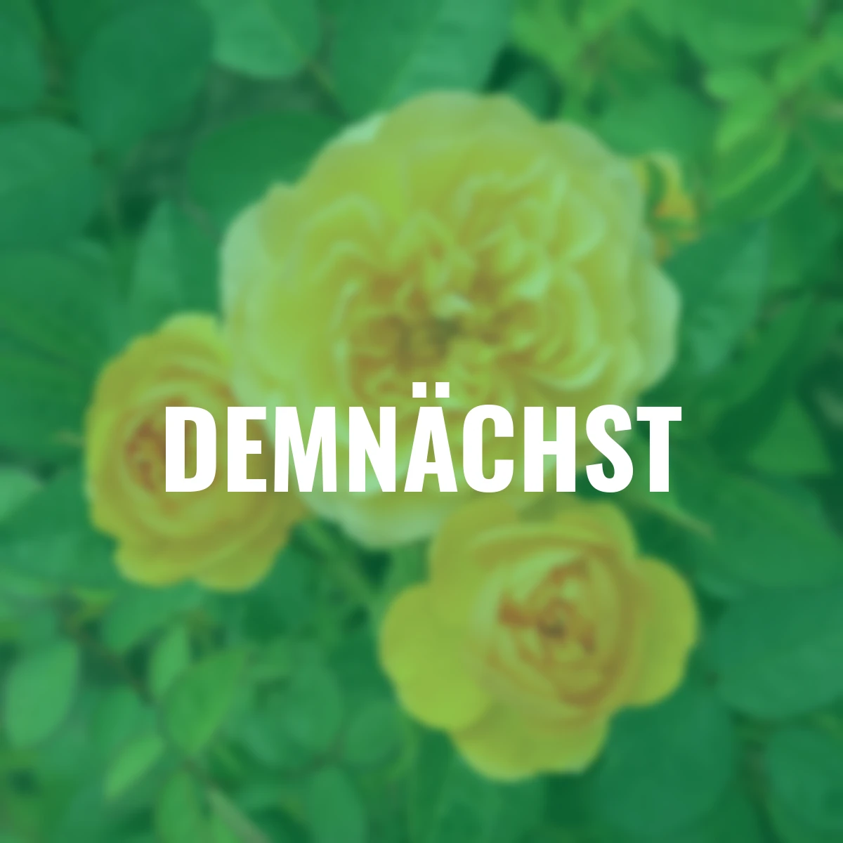 Edelrose Isidora Frayla, wurzelverpackt