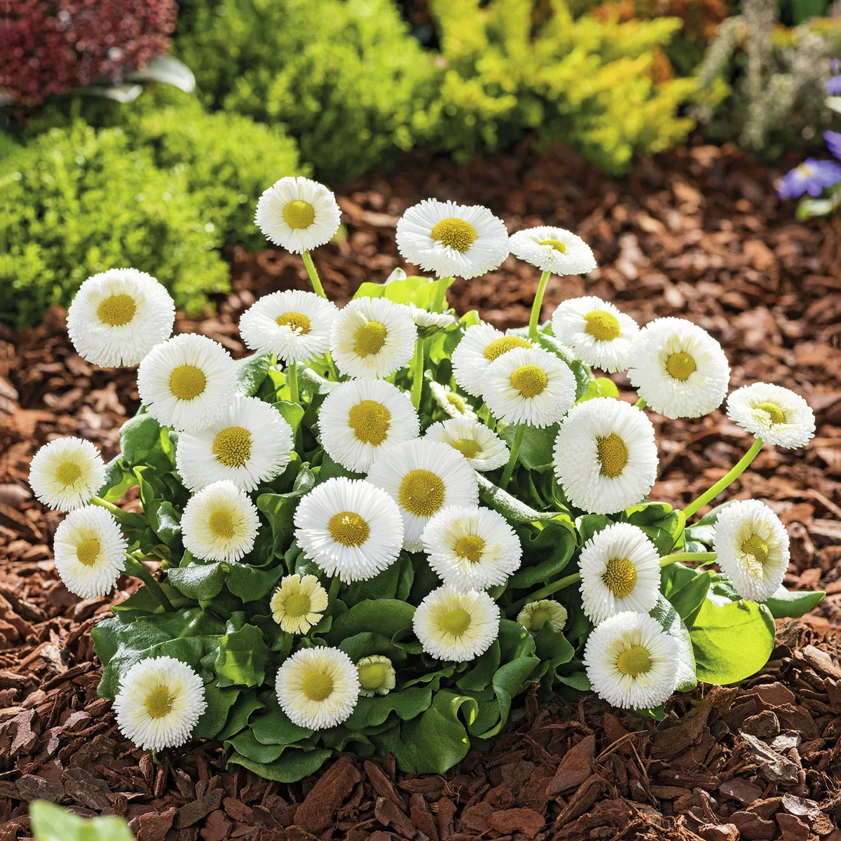 Gänseblümchen Beluga Compact White