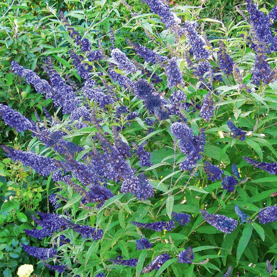 Zwerg-Schmetterlingsflieder Adonis Blue