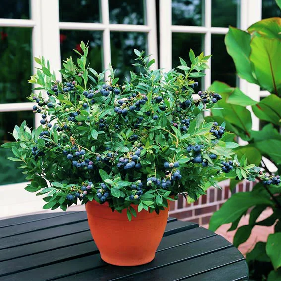 Kultur-Heidelbeere Elisabeth