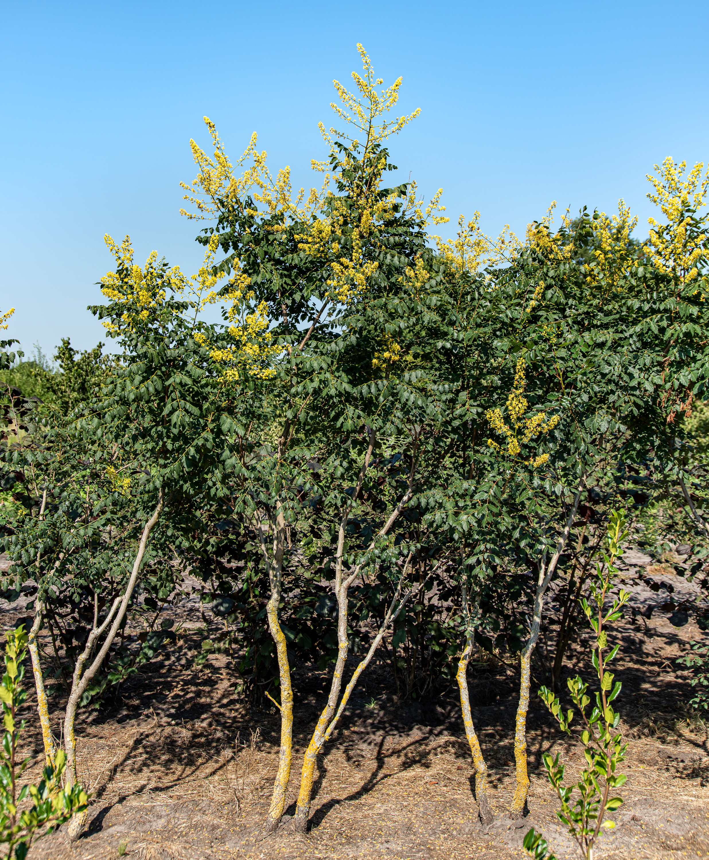 Blasenbaum