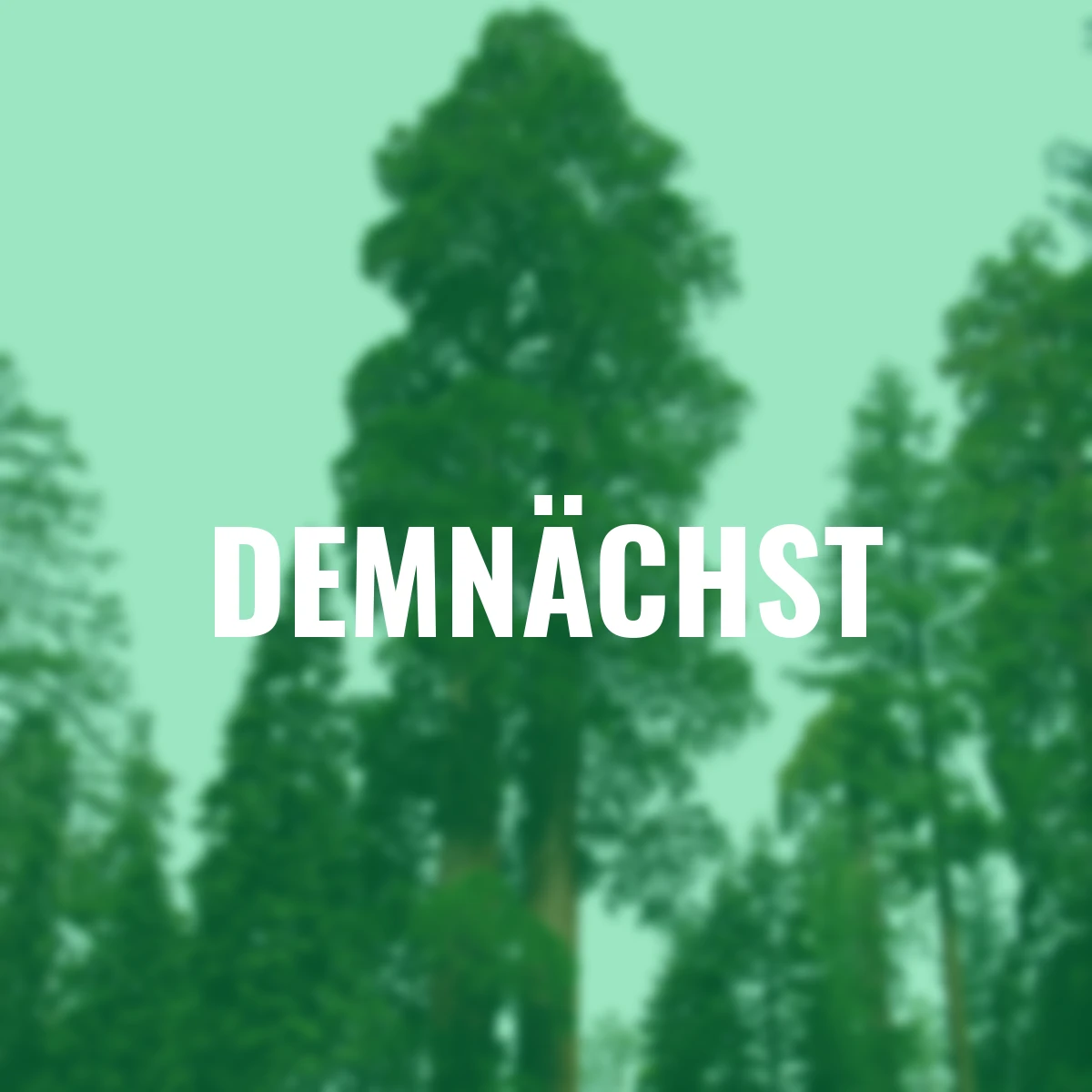 Küsten - Mammutbaumsamen Redwood