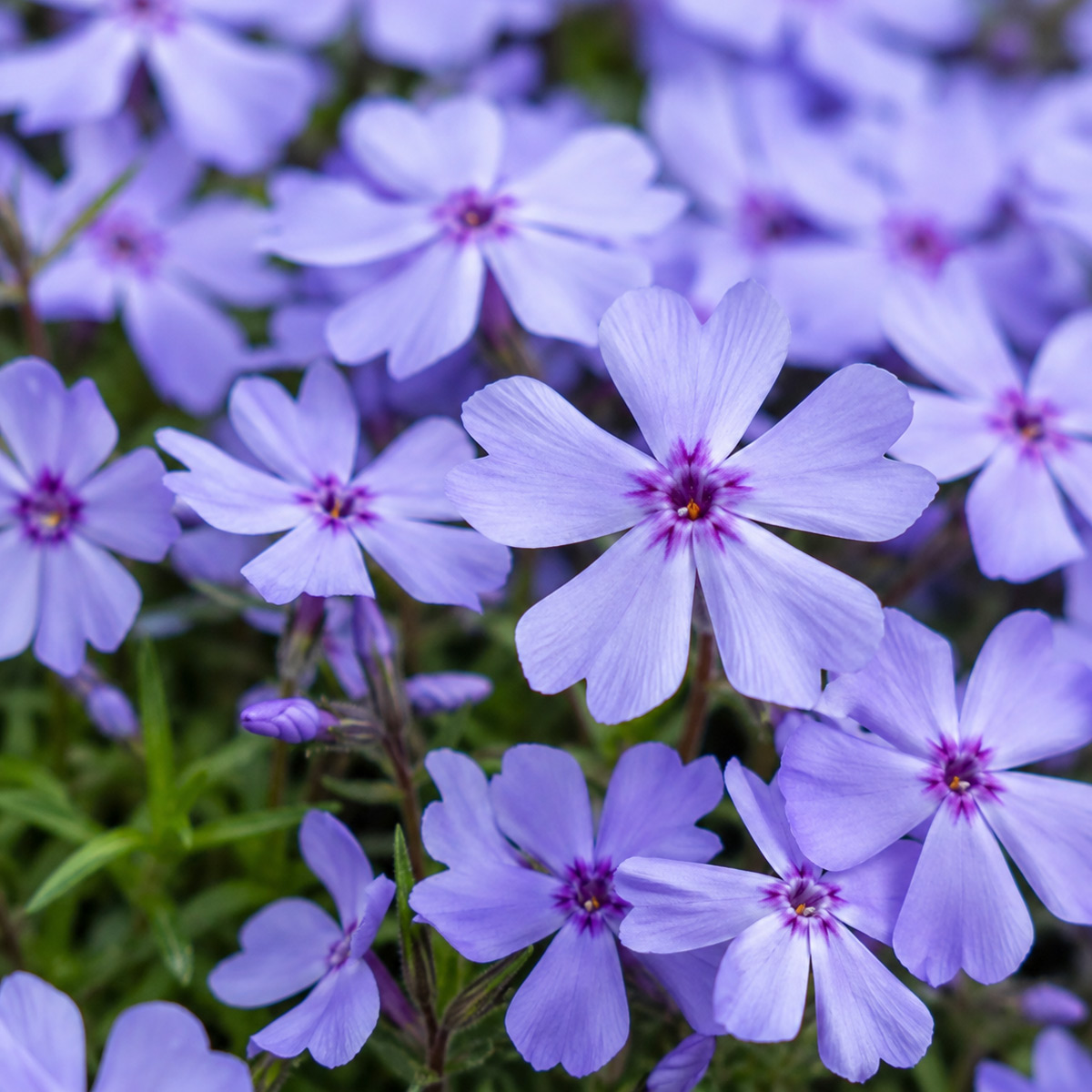 Blauvioletter Waldphlox Chattahoochee