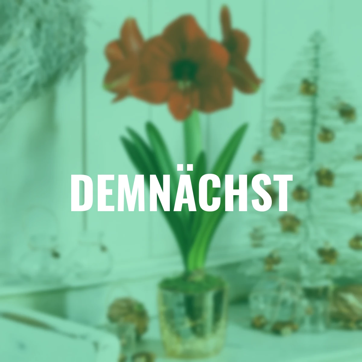 Amaryllis-Set: Amaryllis, Acrylglas-Vase, Moos, LED-Lichterkette, mit Batterien