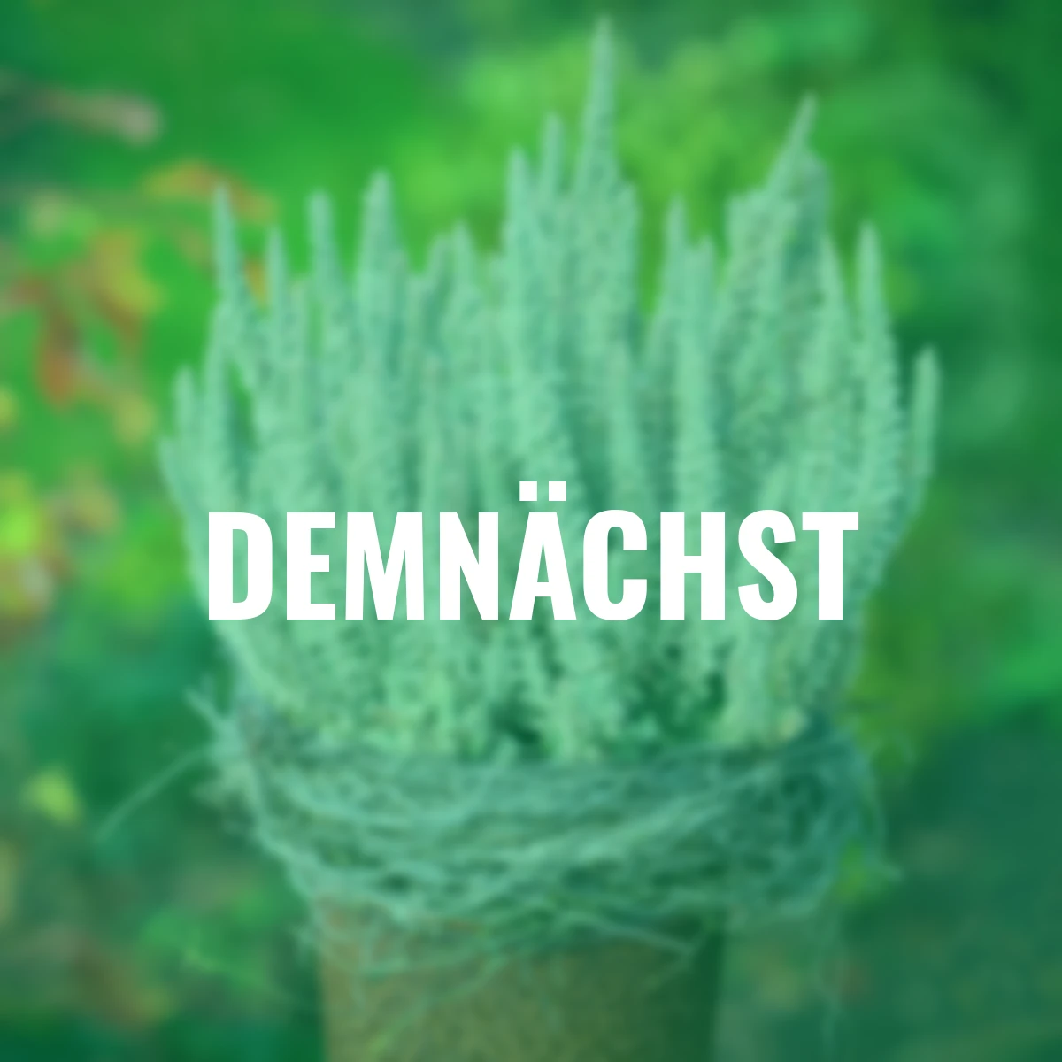 Knospenheide Gardengirls® Fluffy