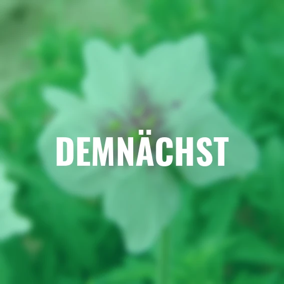 Storchschnabel Double Jewel